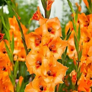 Gladiolus Bulbs Rainbow Mix – 5 Large Flowering Gladioli Bulbs 12/14 cm - Image 8