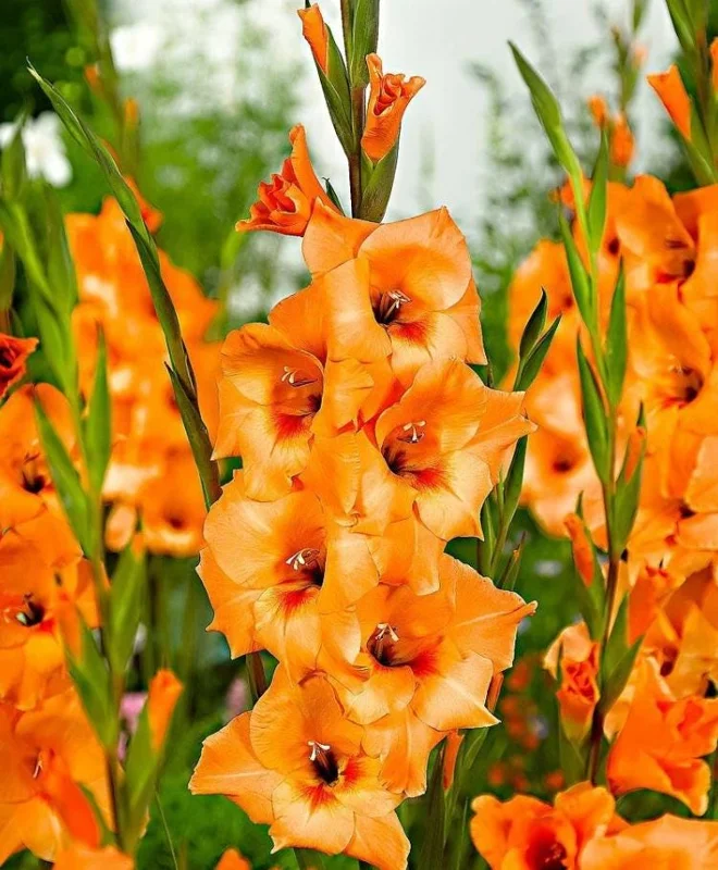 Gladiolus Bulbs Rainbow Mix – 5 Large Flowering Gladioli Bulbs 12/14 cm - Image 8