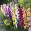 Gladiolus Bulbs Rainbow Mix – 5 Large Flowering Gladioli Bulbs 12/14 cm - Image 1