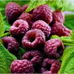 Glencoe Thornless Raspberry Live Plants - Pack of 2, 4-8 Inch Tall, Sweet Purple Fruit - Image 4