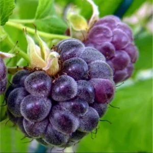 Glencoe Thornless Raspberry Live Plants - Pack of 2, 4-8 Inch Tall, Sweet Purple Fruit - Image 6
