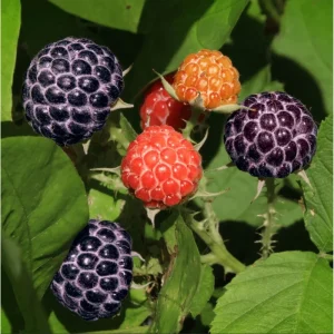 Glencoe Thornless Raspberry Live Plants - Pack of 2, 4-8 Inch Tall, Sweet Purple Fruit - Image 7