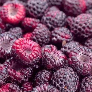 Glencoe Thornless Raspberry Live Plants - Pack of 2, 4-8 Inch Tall, Sweet Purple Fruit - Image 1