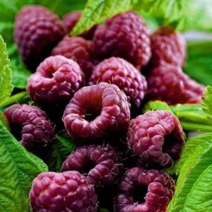 Glencoe Thornless Raspberry Live Starter Plants - Pack of 2, 4-8 Inch - Image 2