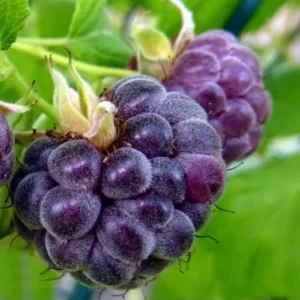 Glencoe Thornless Raspberry Live Starter Plants - Pack of 2, 4-8 Inch - Image 3