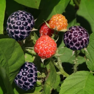 Glencoe Thornless Raspberry Live Starter Plants - Pack of 2, 4-8 Inch - Image 4