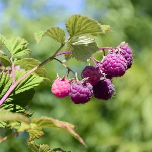 Glencoe Thornless Raspberry Live Starter Plants - Pack of 2, 4-8 Inch - Image 6