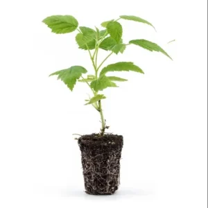 Glencoe Thornless Raspberry Live Starter Plants - Pack of 2, 4-8 Inch - Image 9