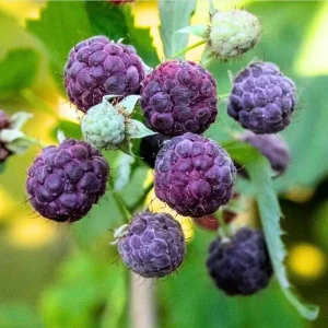 Glencoe Thornless Raspberry Live Starter Plants - Pack of 2, 4-8 Inch - Image 1