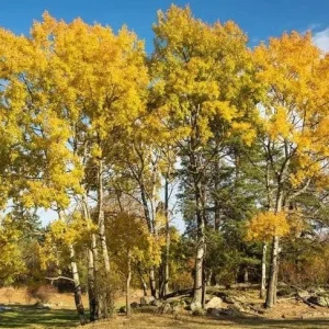 Golden Quaking Aspen Bare Roots - 2 Live Populus Tremuloides Trees, 2-3 Ft Tall, White Bark - Image 2