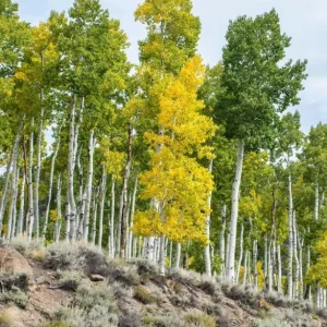Golden Quaking Aspen Bare Roots - 2 Live Populus Tremuloides Trees, 2-3 Ft Tall, White Bark - Image 4