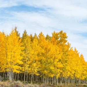 Golden Quaking Aspen Bare Roots - 2 Live Populus Tremuloides Trees, 2-3 Ft Tall, White Bark - Image 5