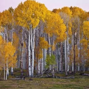 Golden Quaking Aspen Bare Roots - 2 Live Populus Tremuloides Trees, 2-3 Ft Tall, White Bark - Image 6