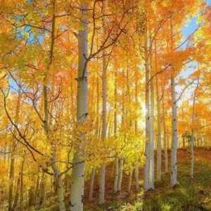 Golden Quaking Aspen Bare Roots - 2 Live Populus Tremuloides Trees, 2-3 Ft Tall, White Bark - Image 7
