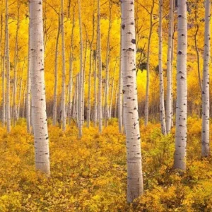 Golden Quaking Aspen Bare Roots - 2 Live Populus Tremuloides Trees, 2-3 Ft Tall, White Bark - Image 8