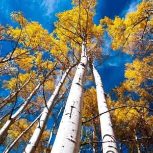 Golden Quaking Aspen Bare Roots - 2 Live Populus Tremuloides Trees, 2-3 Ft Tall, White Bark - Image 1