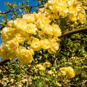 Golden Showers Yellow Climbing Rose Plant Live, Fragrant Climber, 4-6 Inch Tall Outdoor - Image 2