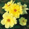 Golden Showers Yellow Climbing Rose Plant Live, Fragrant Climber, 4-6 Inch Tall Outdoor - Image 1
