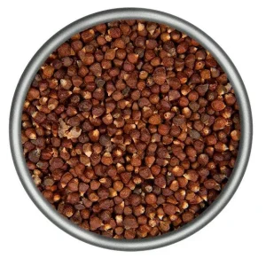 Grains of Paradise Live Plant Starter – Alligator Pepper – 4-8 Inch Tall - Image 2