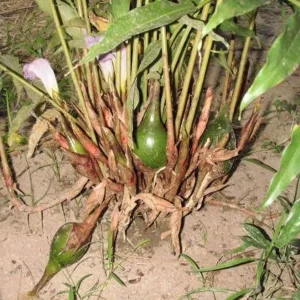 Grains of Paradise Live Plant Starter – Alligator Pepper – 4-8 Inch Tall - Image 3