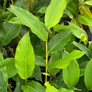 Grains of Paradise Live Plant Starter – Alligator Pepper – 4-8 Inch Tall - Image 5