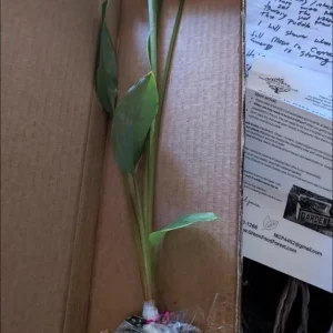 Grains of Paradise Live Plant Starter – Alligator Pepper – 4-8 Inch Tall - Image 7