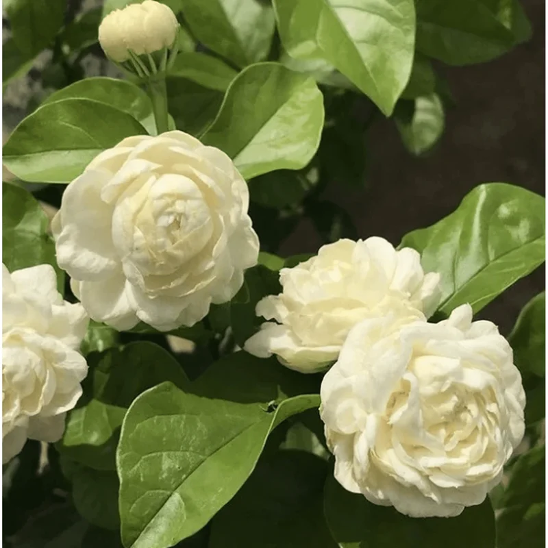 Grand Duke Jasmine Live Plant - Fragrant White Flowers, Half Gallon Pot, Outdoor - Image 2