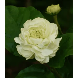 Grand Duke Jasmine Live Plant - Fragrant White Flowers, Half Gallon Pot, Outdoor - Image 3