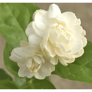 Grand Duke Jasmine Live Plant - Fragrant White Flowers, Half Gallon Pot, Outdoor - Image 4