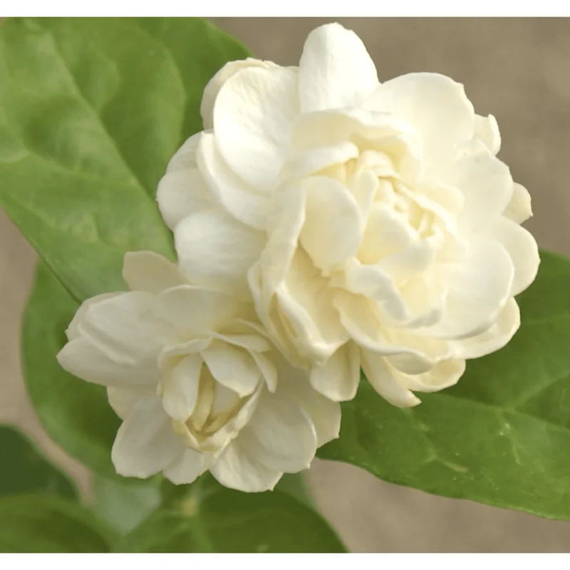 Grand Duke Jasmine Live Plant - Fragrant White Flowers, Half Gallon Pot, Outdoor - Image 4
