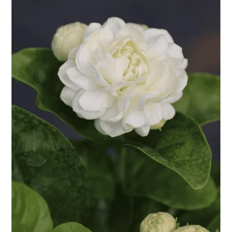 Grand Duke Jasmine Live Plant - Fragrant White Flowers, Half Gallon Pot, Outdoor - Image 5