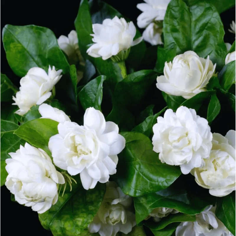 Grand Duke Jasmine Live Plant - Fragrant White Flowers, Half Gallon Pot, Outdoor - Image 6