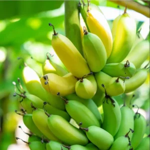 Grand Nain Banana Plant Live, Dwarf Fruit Tree, 4-6 Inch Tall, Bare Root - Image 2