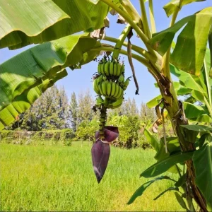 Grand Nain Banana Plant Live, Dwarf Fruit Tree, 4-6 Inch Tall, Bare Root - Image 3