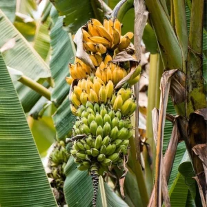 Grand Nain Banana Plant Live, Dwarf Fruit Tree, 4-6 Inch Tall, Bare Root - Image 4