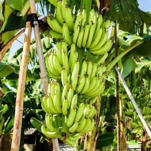 Grand Nain Banana Plant Live, Dwarf Fruit Tree, 4-6 Inch Tall, Bare Root - Image 5