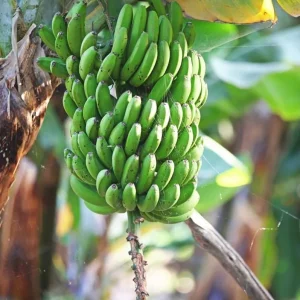 Grand Nain Banana Plant Live, Dwarf Fruit Tree, 4-6 Inch Tall, Bare Root - Image 6