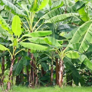 Grand Nain Banana Plant Live, Dwarf Fruit Tree, 4-6 Inch Tall, Bare Root - Image 7