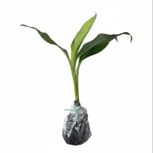 Grand Nain Banana Plant Live, Dwarf Fruit Tree, 4-6 Inch Tall, Bare Root - Image 9