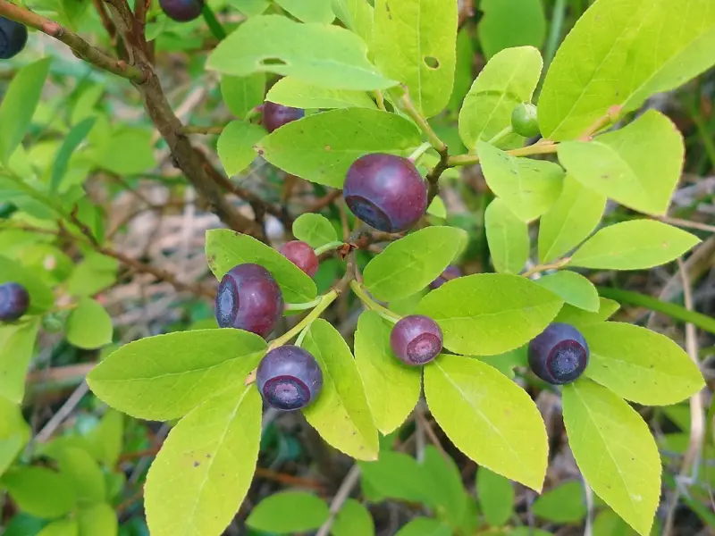 growing wild huckleberry