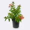 Hamelia Mexican Firebush Live Plant, 2-Pack, 4-8 Inch Tall, Outdoor Shrub - Image 1
