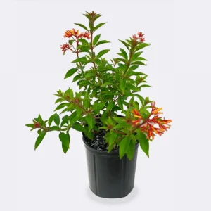 Hamelia Mexican Firebush Live Plant, 2-Pack, 4-8 Inch Tall, Outdoor Shrub - Image 1