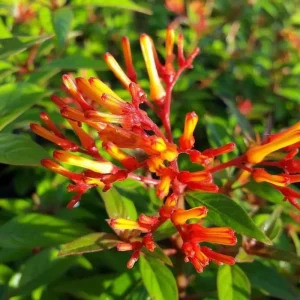 Hamelia Mexican Firebush Live Plant, 2-Pack, 4-8 Inch Tall, Outdoor Shrub - Image 2