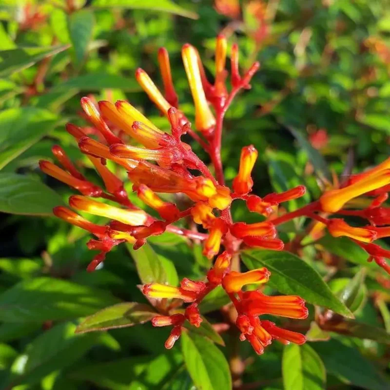 Hamelia Mexican Firebush Live Plant, 2-Pack, 4-8 Inch Tall, Outdoor Shrub - Image 2