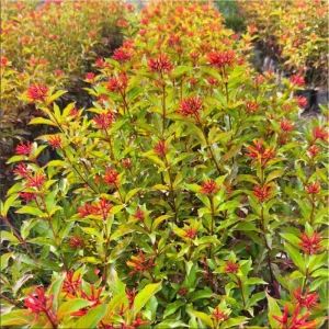Hamelia Mexican Firebush Live Plant, 2-Pack, 4-8 Inch Tall, Outdoor Shrub - Image 3