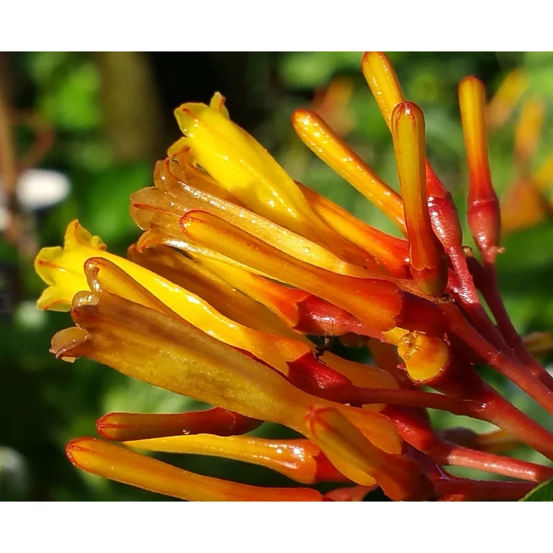 Hamelia Mexican Firebush Live Plant, 2-Pack, 4-8 Inch Tall, Outdoor Shrub - Image 4