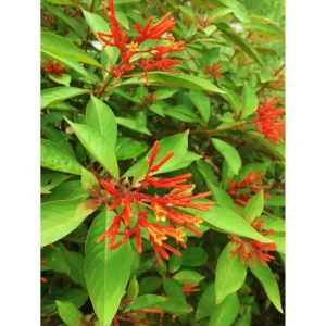 Hamelia Mexican Firebush Live Plant, 2-Pack, 4-8 Inch Tall, Outdoor Shrub - Image 5
