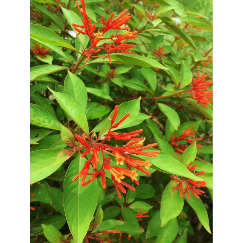 Hamelia Mexican Firebush Live Plant, 2-Pack, 4-8 Inch Tall, Outdoor Shrub - Image 5