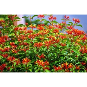 Hamelia Mexican Firebush Live Plant, 2-Pack, 4-8 Inch Tall, Outdoor Shrub - Image 6