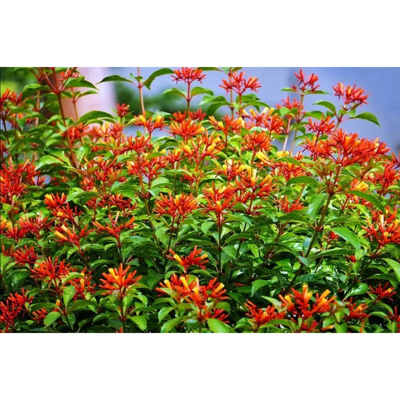 Hamelia Mexican Firebush Live Plant, 2-Pack, 4-8 Inch Tall, Outdoor Shrub - Image 6
